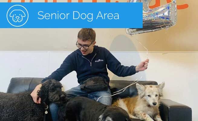 daycare-senior-dog-area-2021