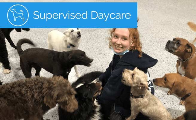 dog-daycare-service-utah_supervised