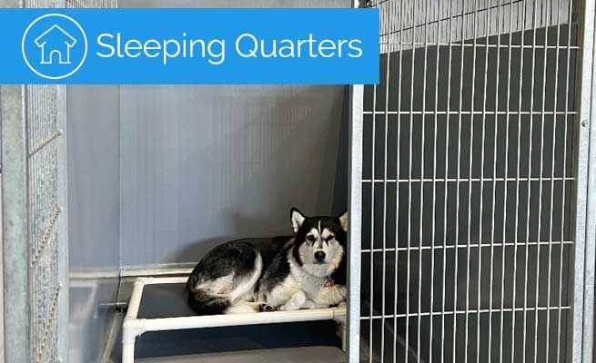 dog-sleeping-quarters-utah-2021