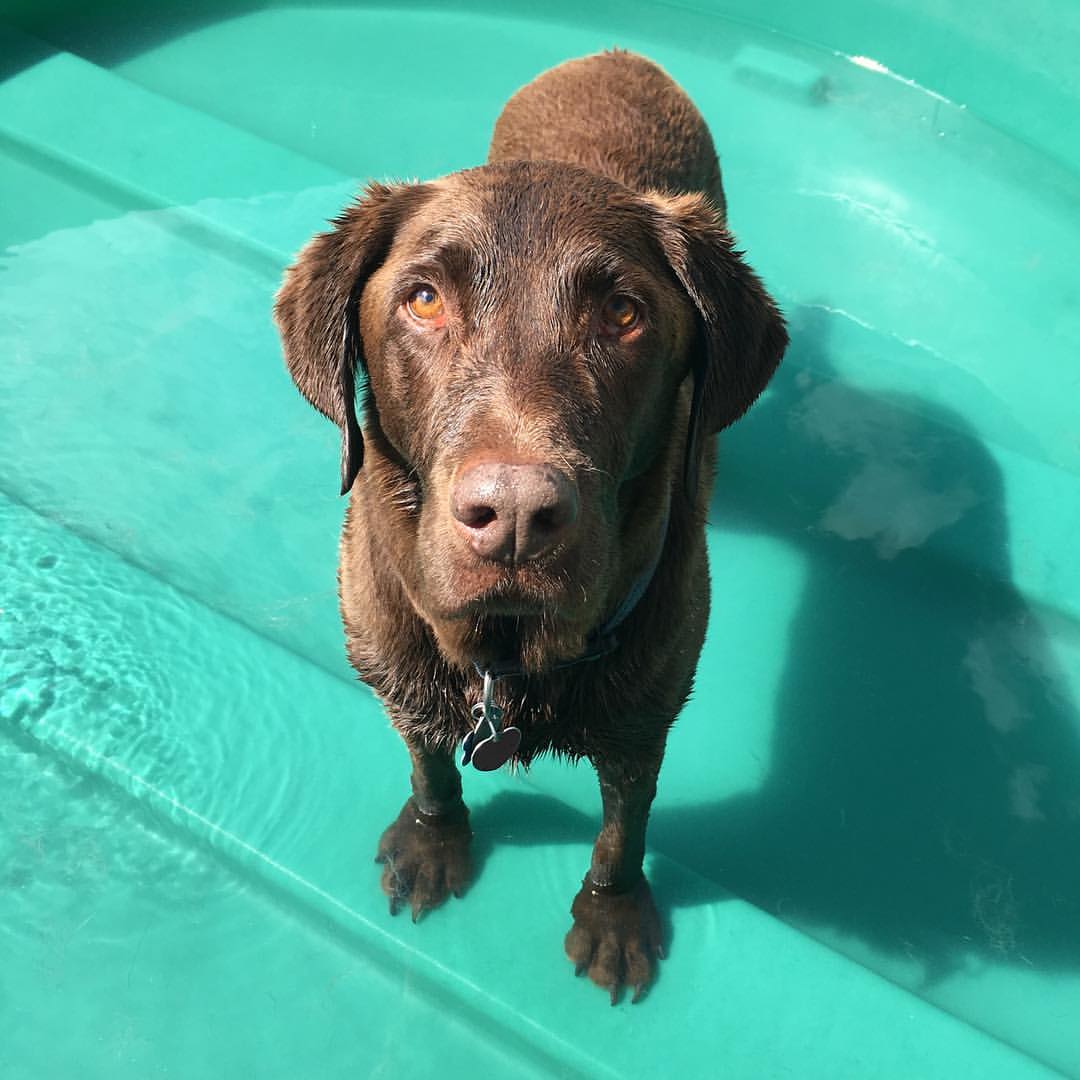 dog_mode_water_therapy
