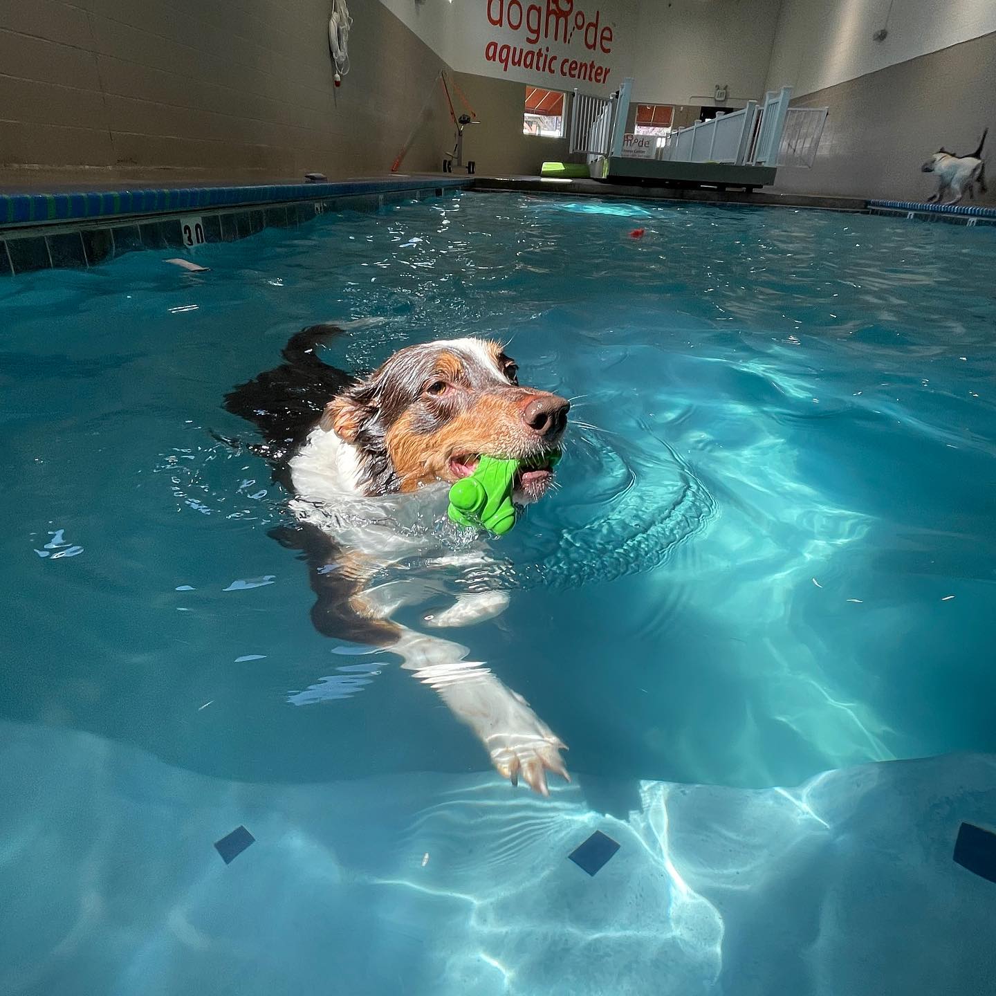 Aquatic fitness center – DogMode