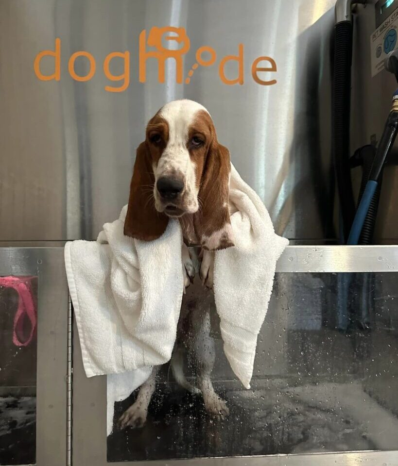 dogmode_wash
