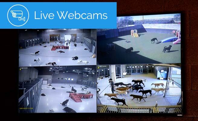 live-dog-webcams-utah